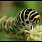 La chenille machaon