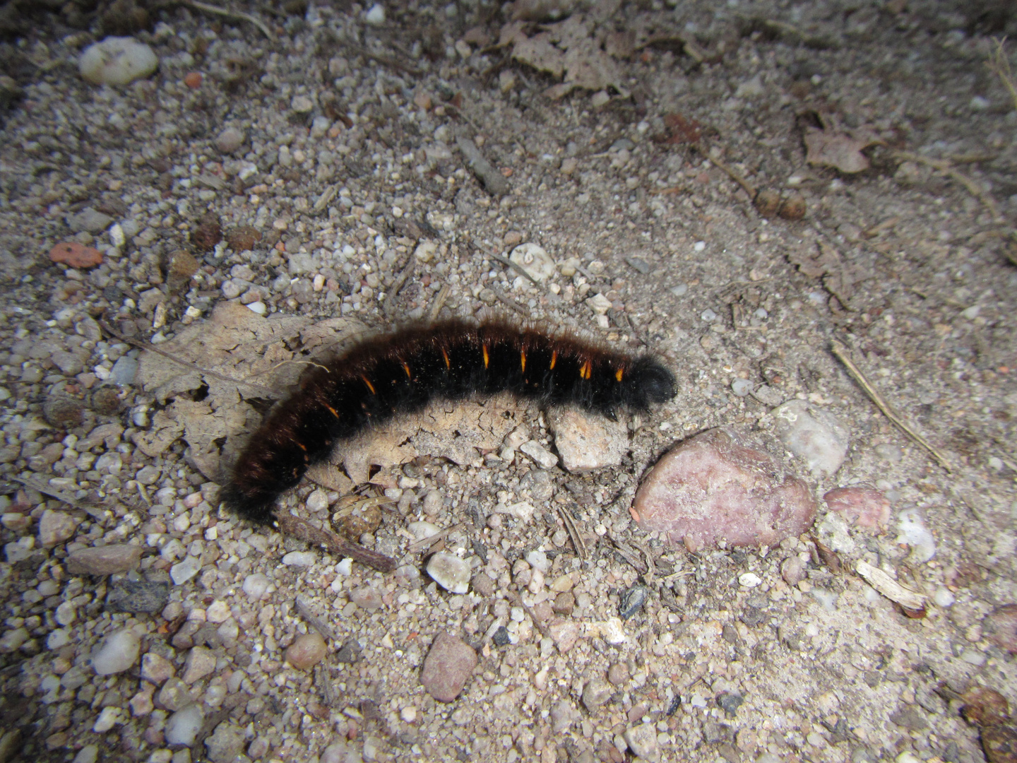 La chenille noire photo et image macro nature, macro insectes, chenille noire Images La chenille noire photo et image macro nature, macro insectes, chenille noire Images