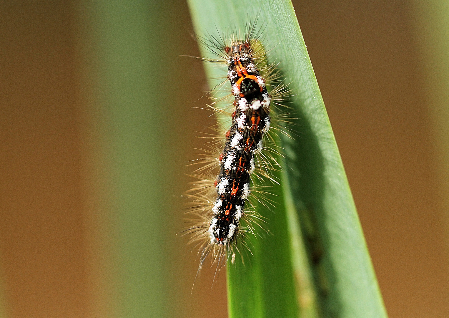 la chenille poilue !