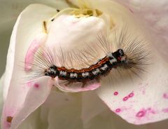 La chenille processionnaire ( pin ou chêne ?? ) euproctis similis