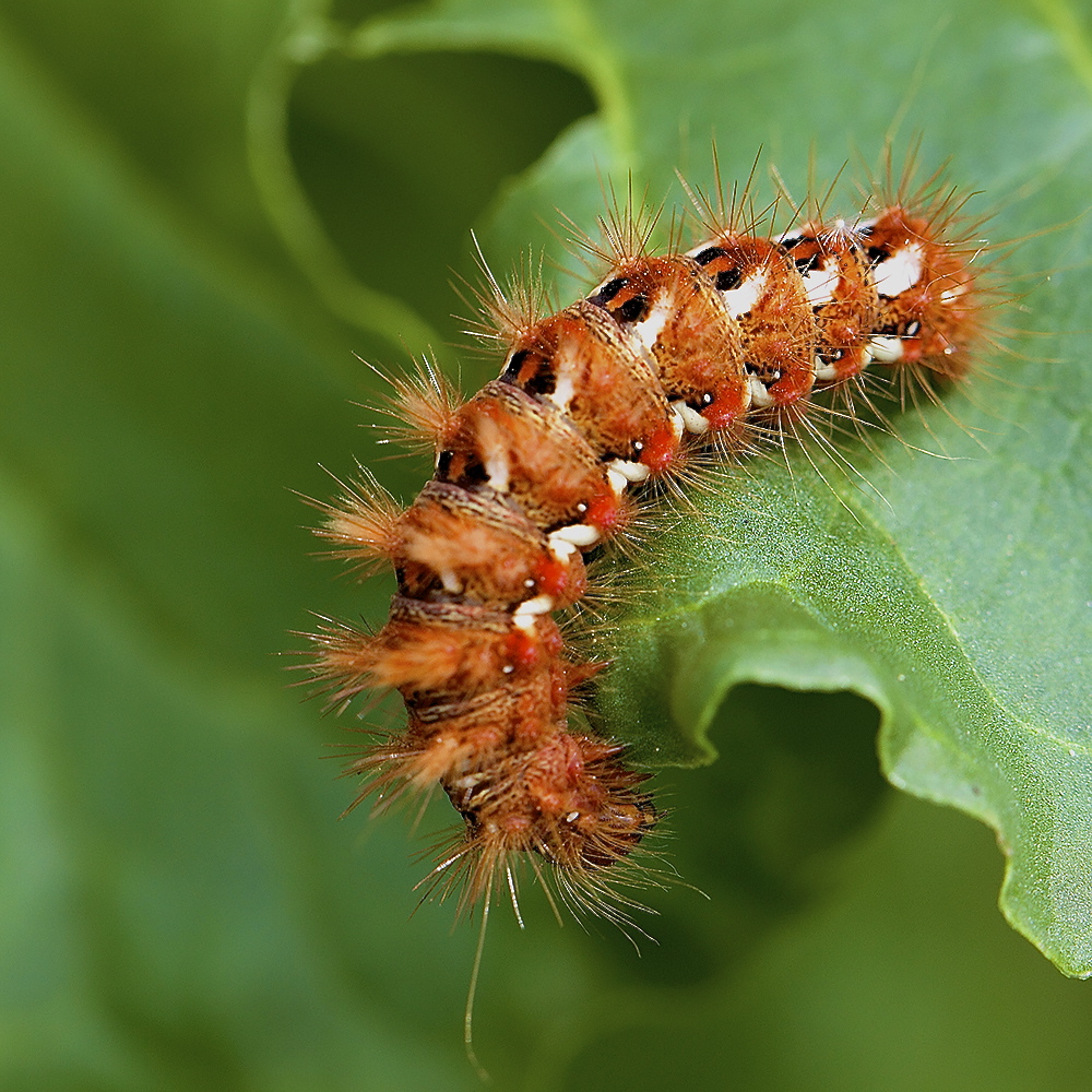 La chenille rutilante du Cul Gris