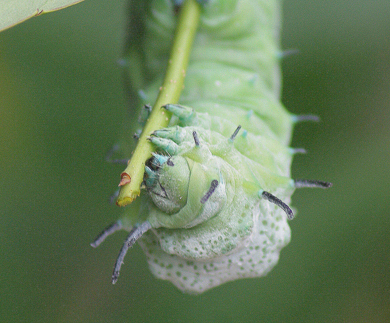 La chenille verte