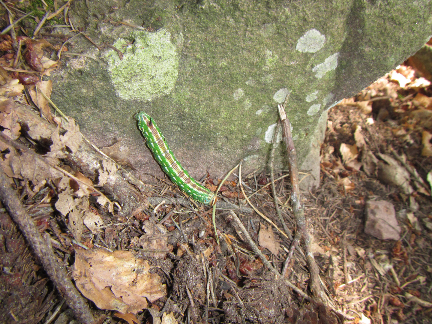 La chenille verte