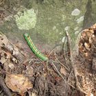 La chenille verte