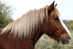 la chevelure blonde !