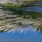 la chevelure du lac ....par une belle journée d été...