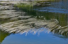 la chevelure du lac ....par une belle journée d été...