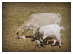 la chèvre et le chevreau