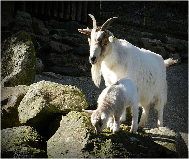 la chèvre et le chevreau