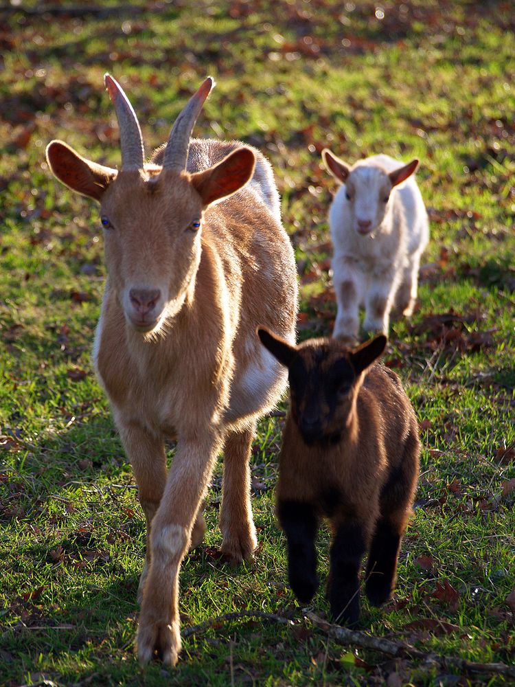 La chèvre et les chevreaux - Ziege mit Kitzchen
