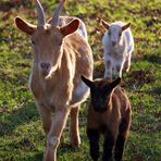 La chèvre et les chevreaux - Ziege mit Kitzchen