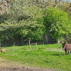 La chèvre et l’âne au pré