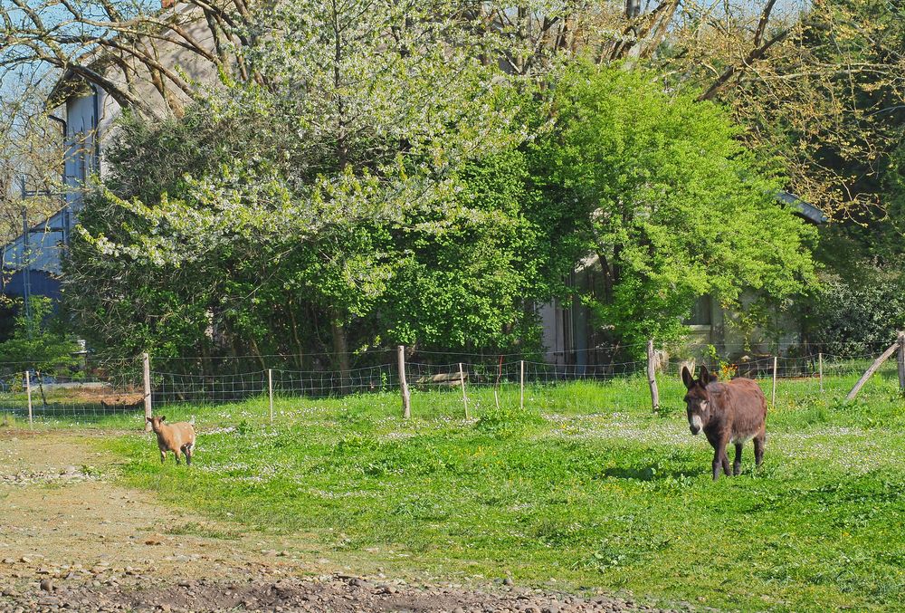 La chèvre et l’âne au pré