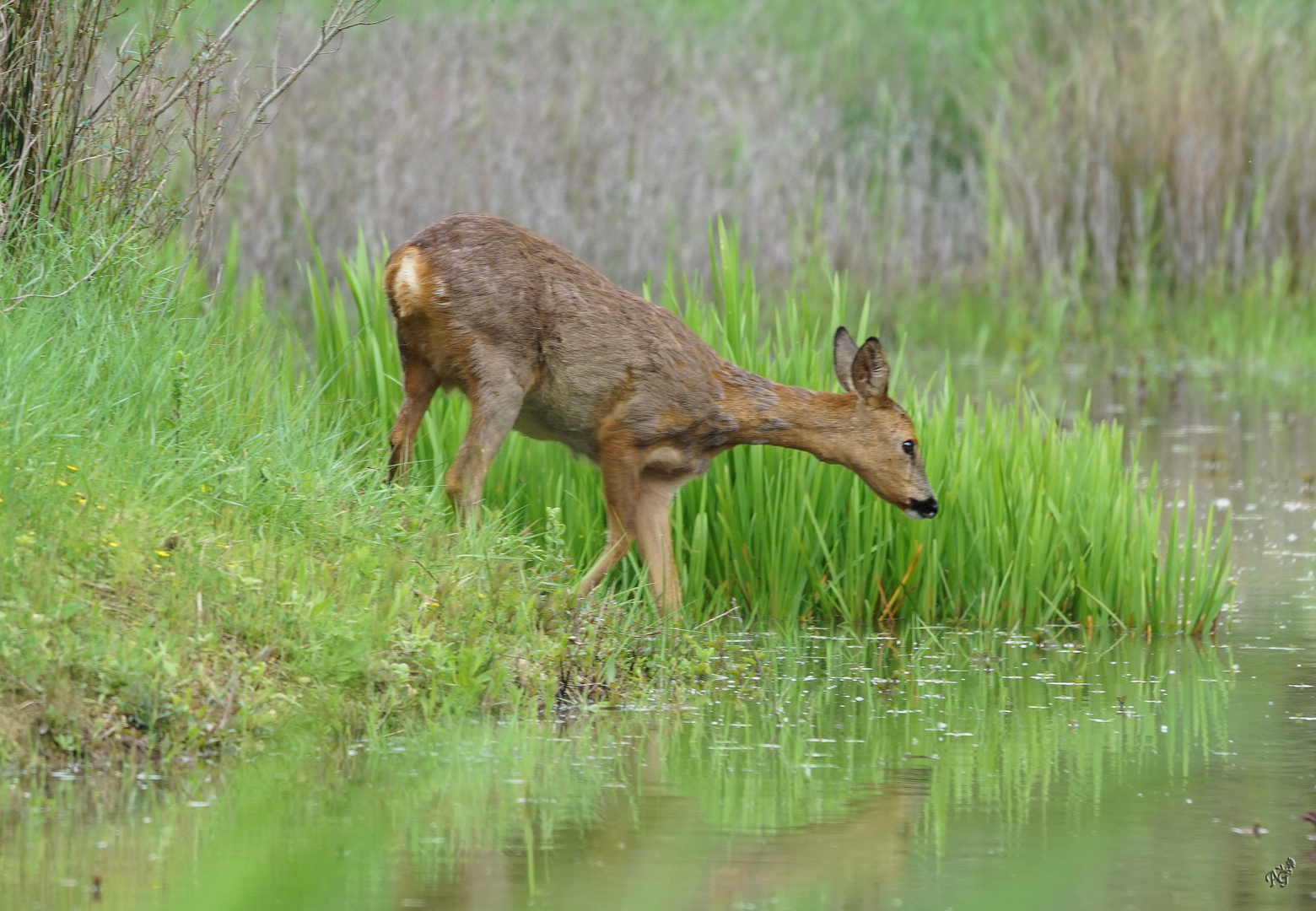 la chevrette dans le vert .....