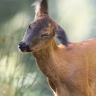 La chevrette incommoder par les mouches