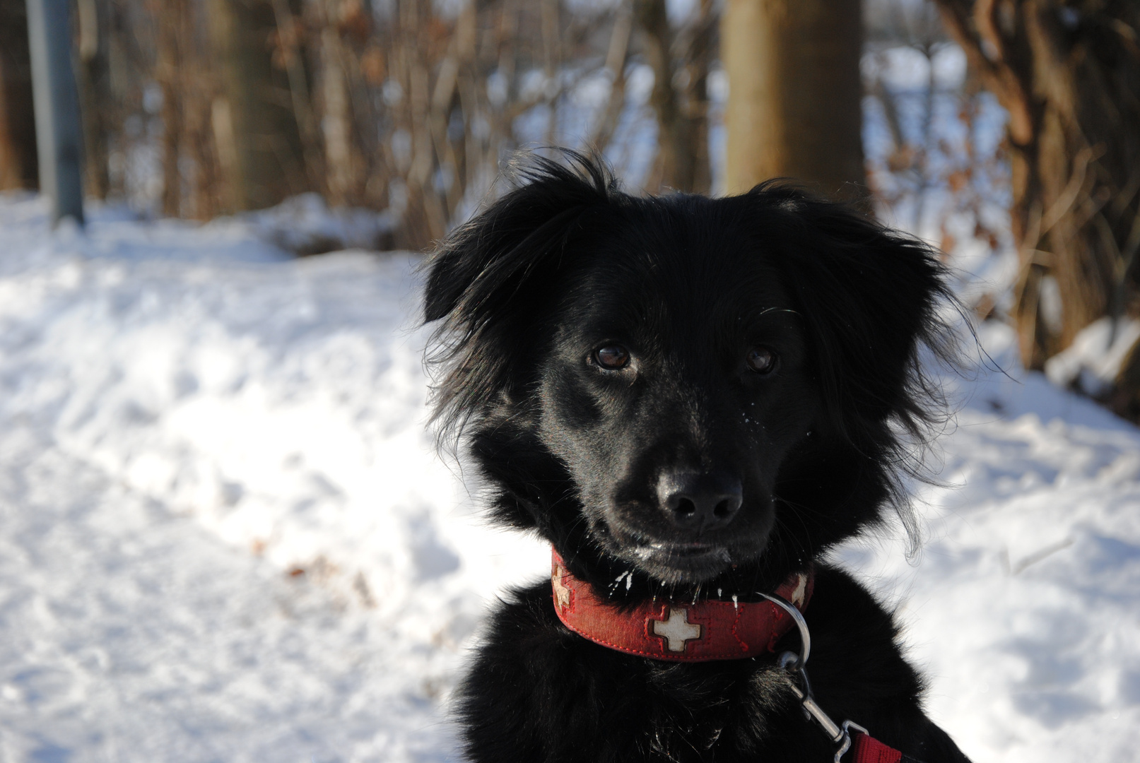 La chica en la nieve.