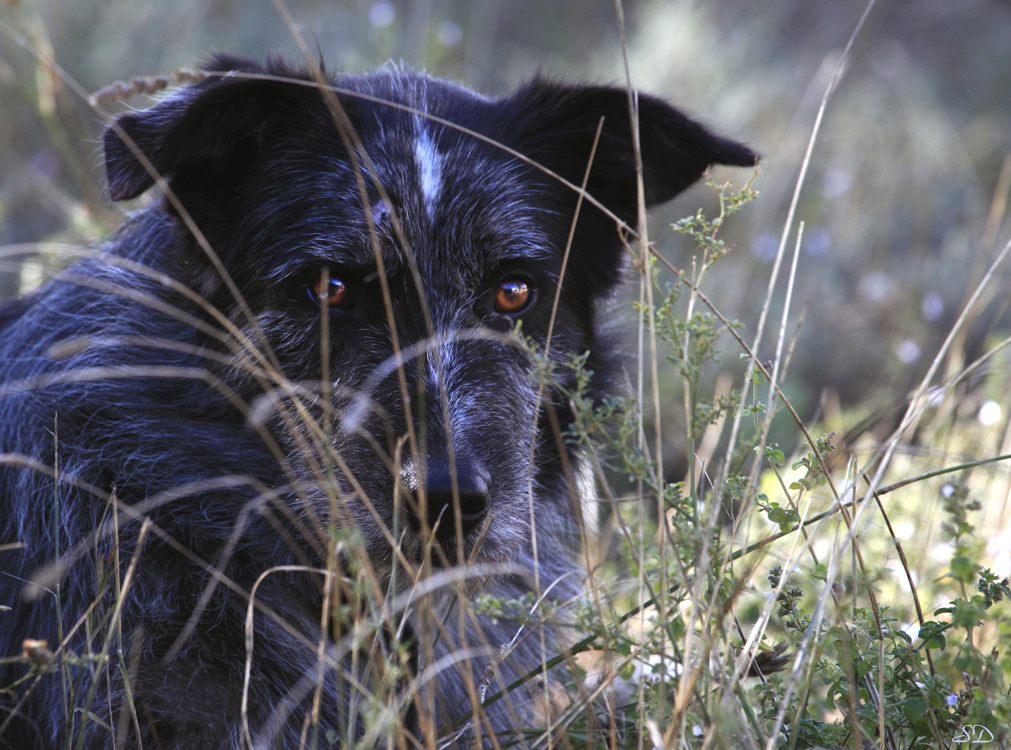 La chienne du berger.