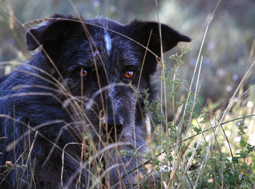 La chienne du berger.