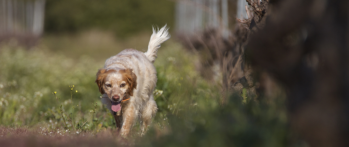 La chienne du vigneron