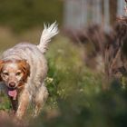 La chienne du vigneron