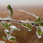 la chlorophylle est toujours là ...