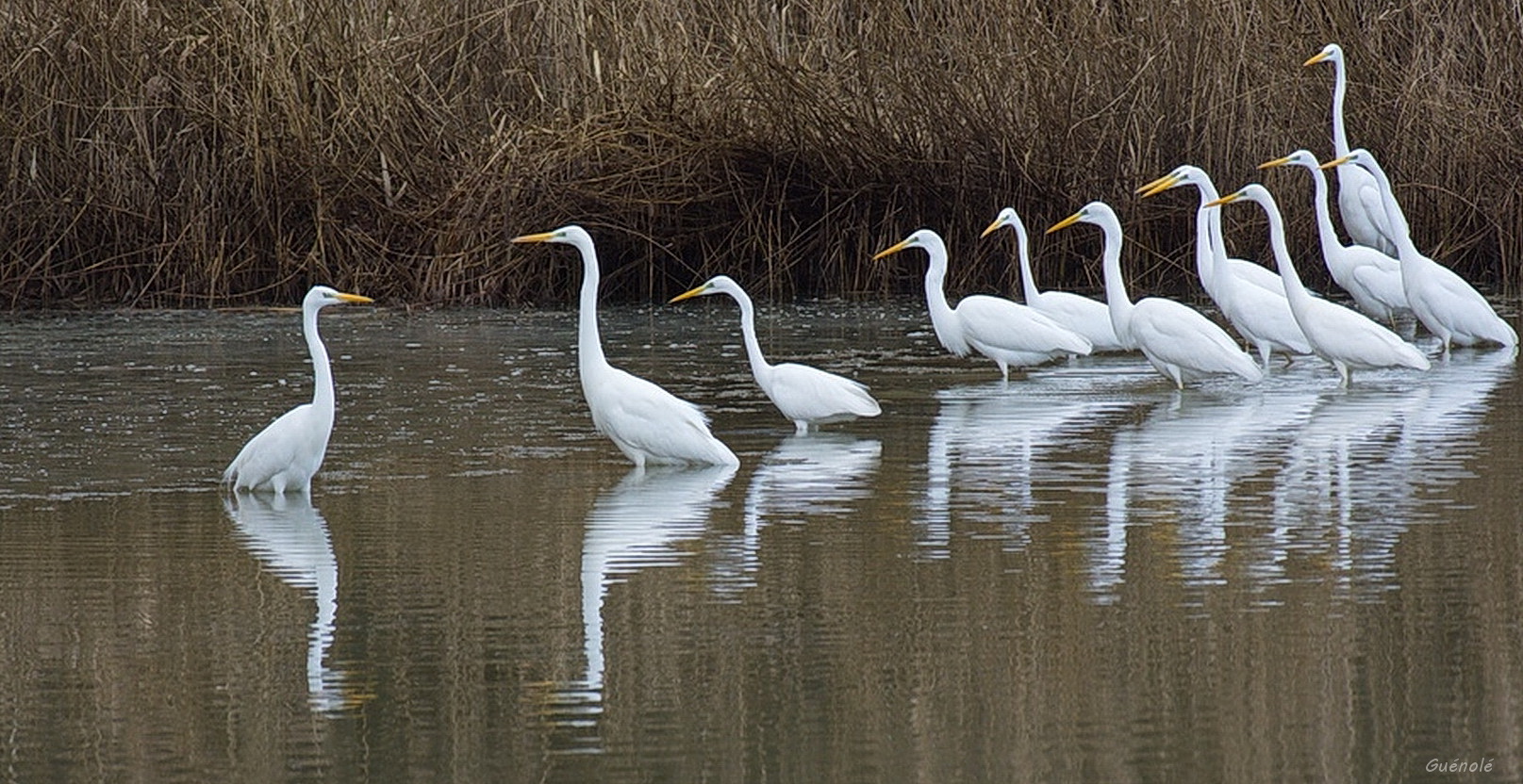 La chorale 