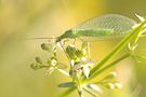 La chrysopa formosa ...... forse by andrea hallgass 