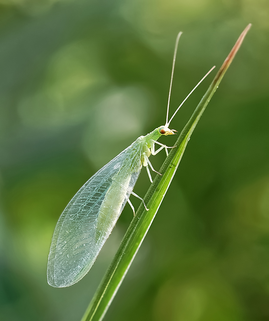 La chrysope verte … alias la "demoiselle aux yeux d'or" ou "lion des pucerons"