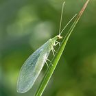 La chrysope verte … alias la "demoiselle aux yeux d'or" ou "lion des pucerons"