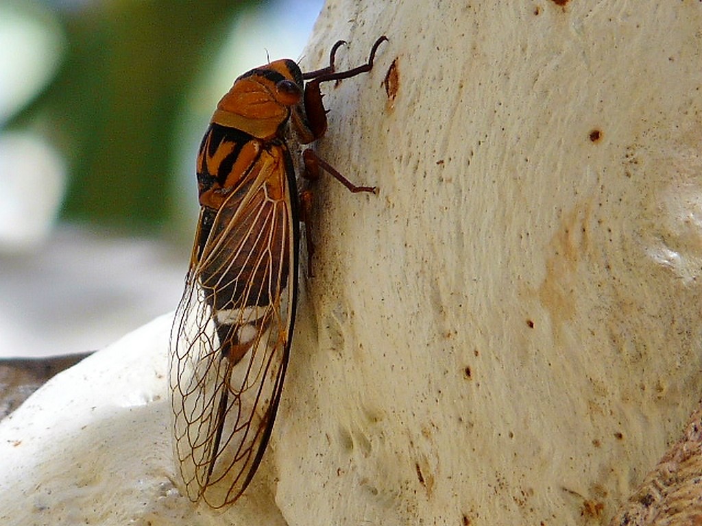 La cigale ayant chanté