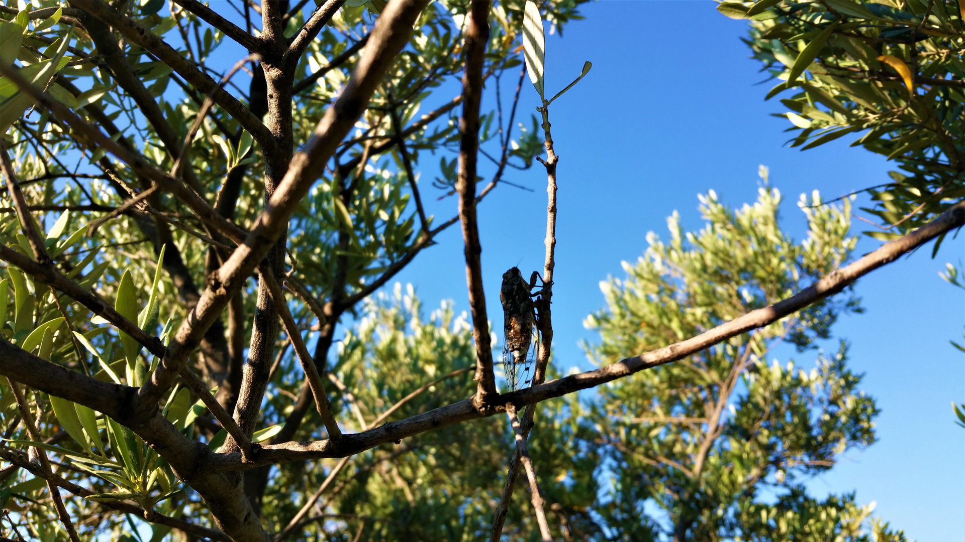 La CIGALE du DOMAINE des ALPILLES va Chanter TOUT l'été !!!