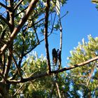 La CIGALE du DOMAINE des ALPILLES va Chanter TOUT l'été !!!