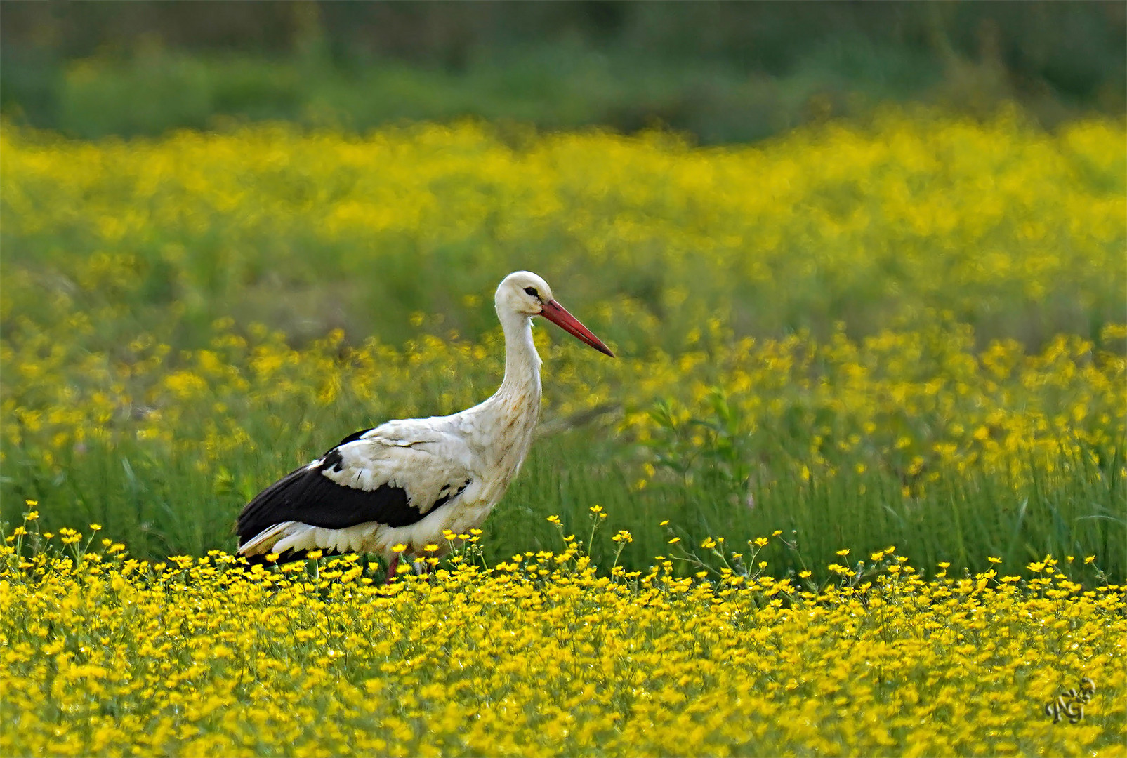 La cigogne