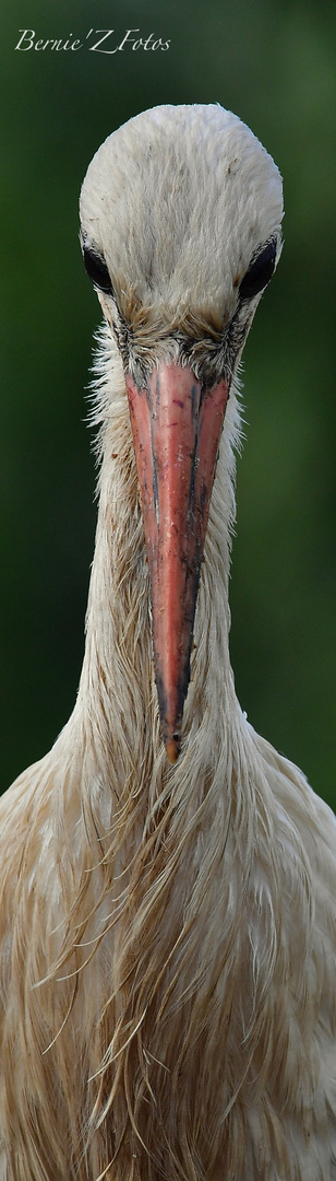 La cigogne alsacienne