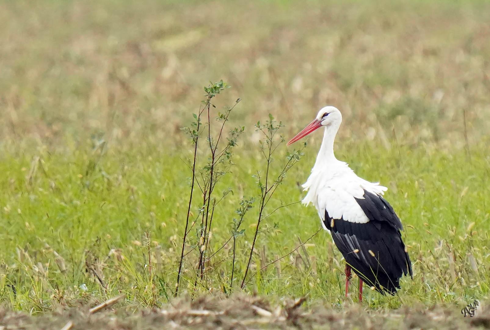 La cigogne au marais