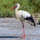 La cigogne blanche