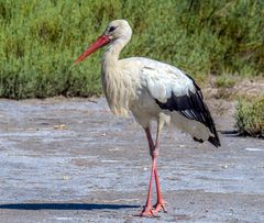 La cigogne blanche