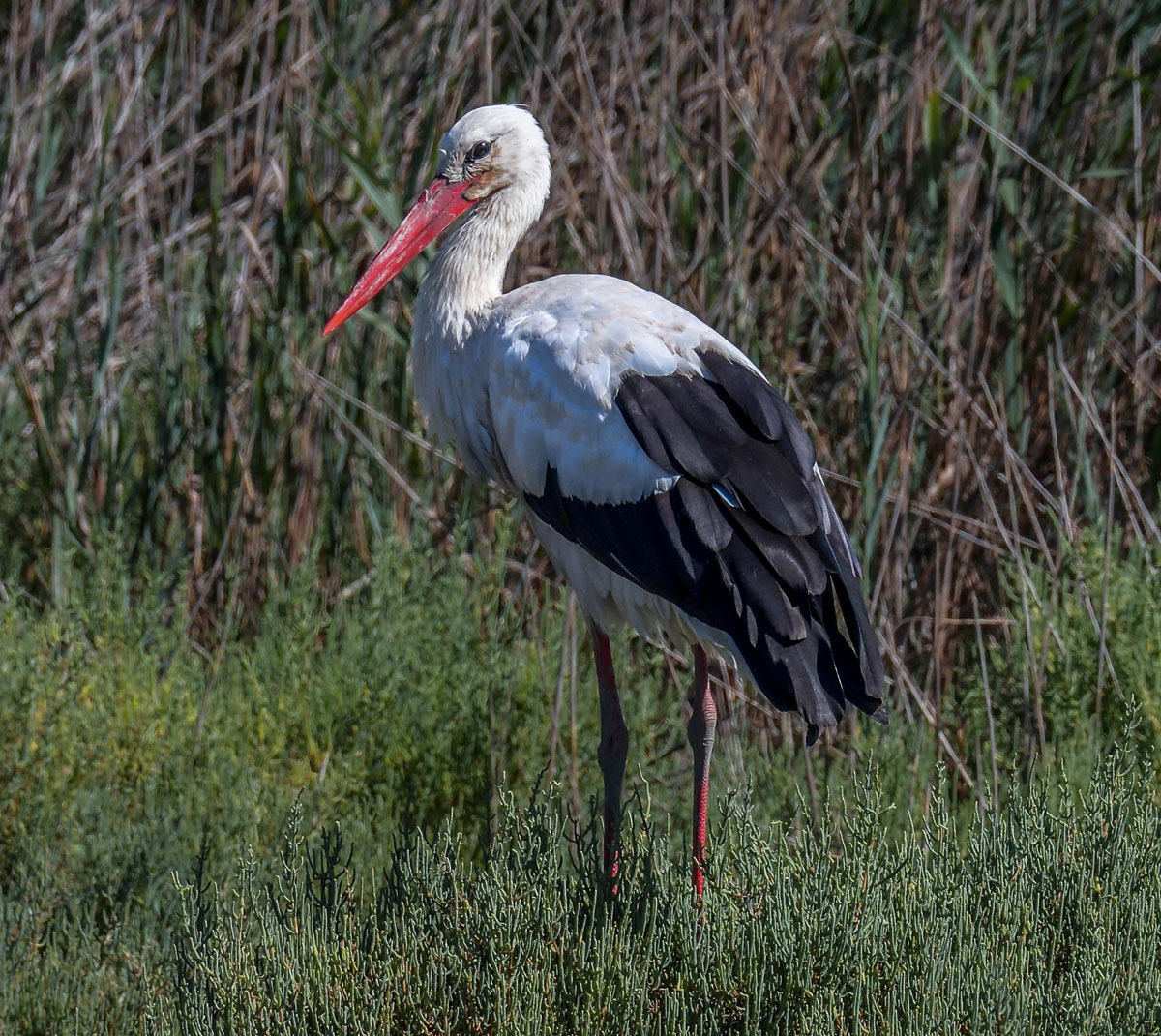 La cigogne blanche