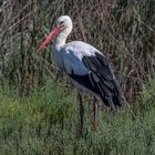 La cigogne blanche