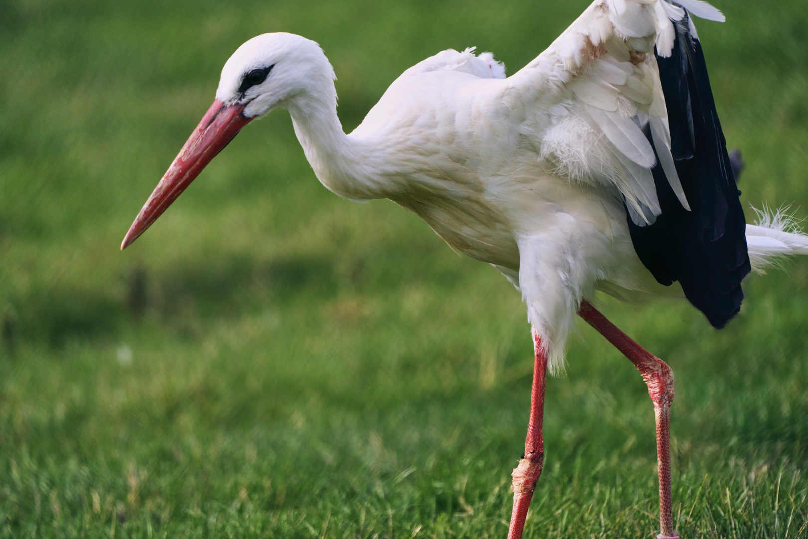 La Cigogne blanche