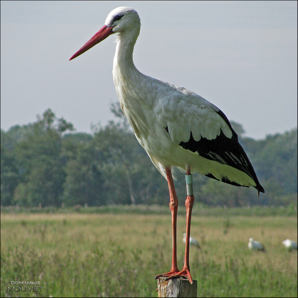 La cigogne..... photo et image animaux, animaux sauvages, oiseaux Images La cigogne..... photo et image animaux, animaux sauvages, oiseaux Images