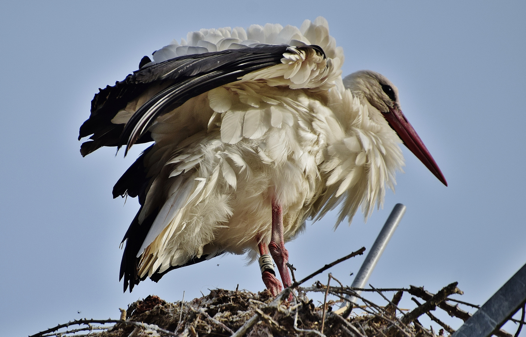 La cigogne ébouriffée.