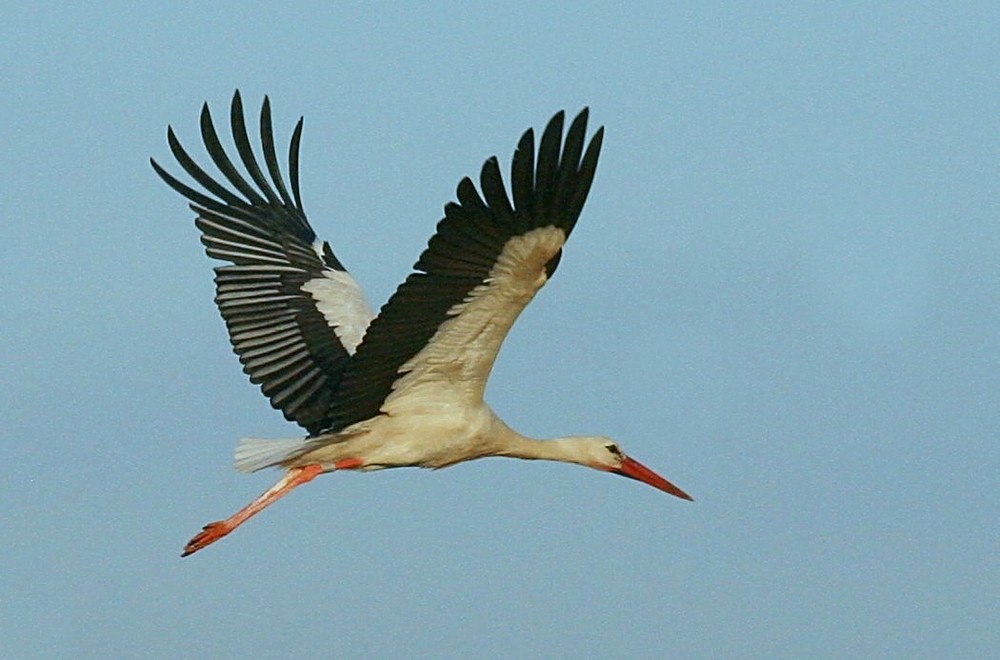 La Cigogne "emblème de l'Alsace"