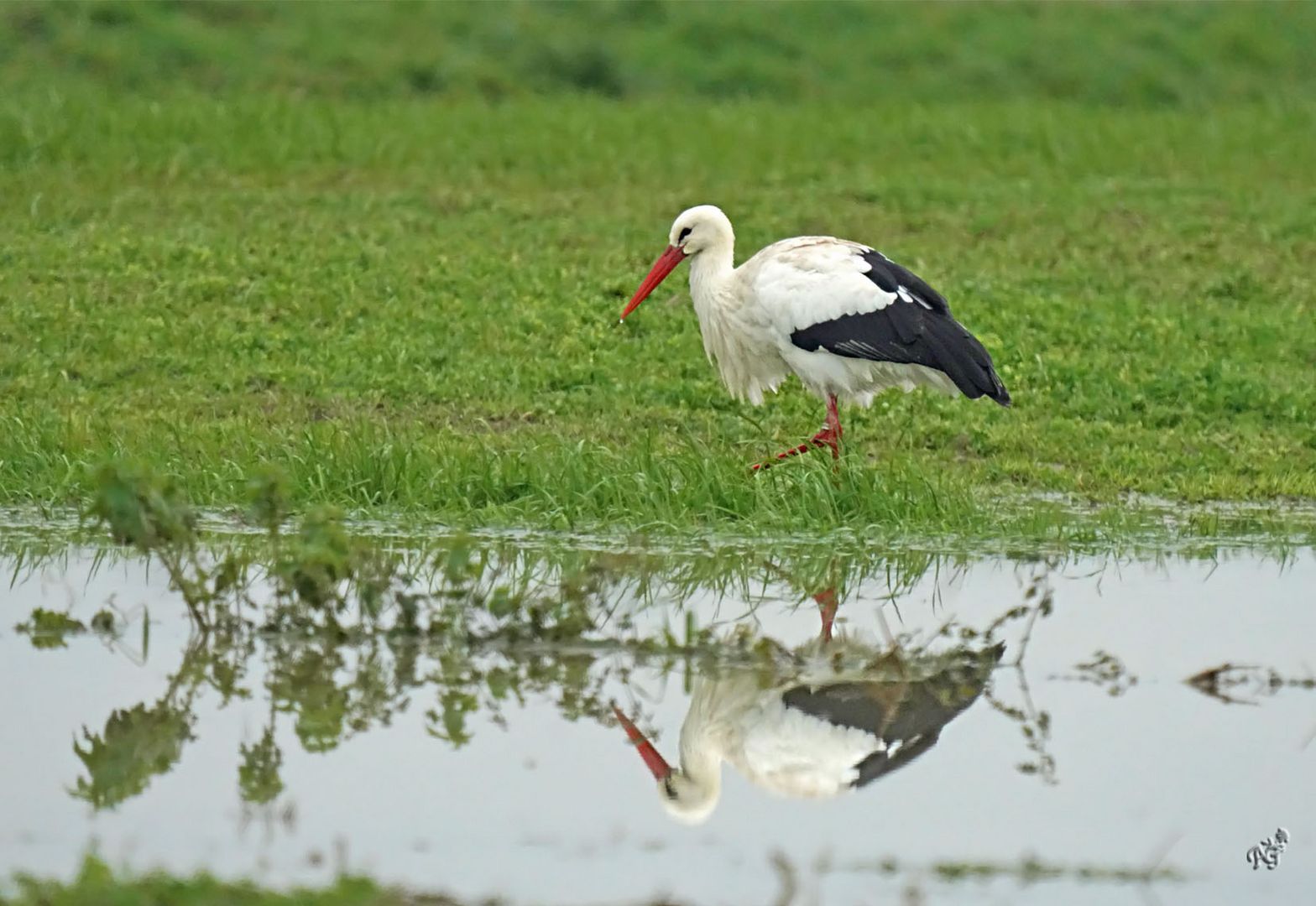 La cigogne et son reflet ...