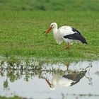 La cigogne et son reflet ...