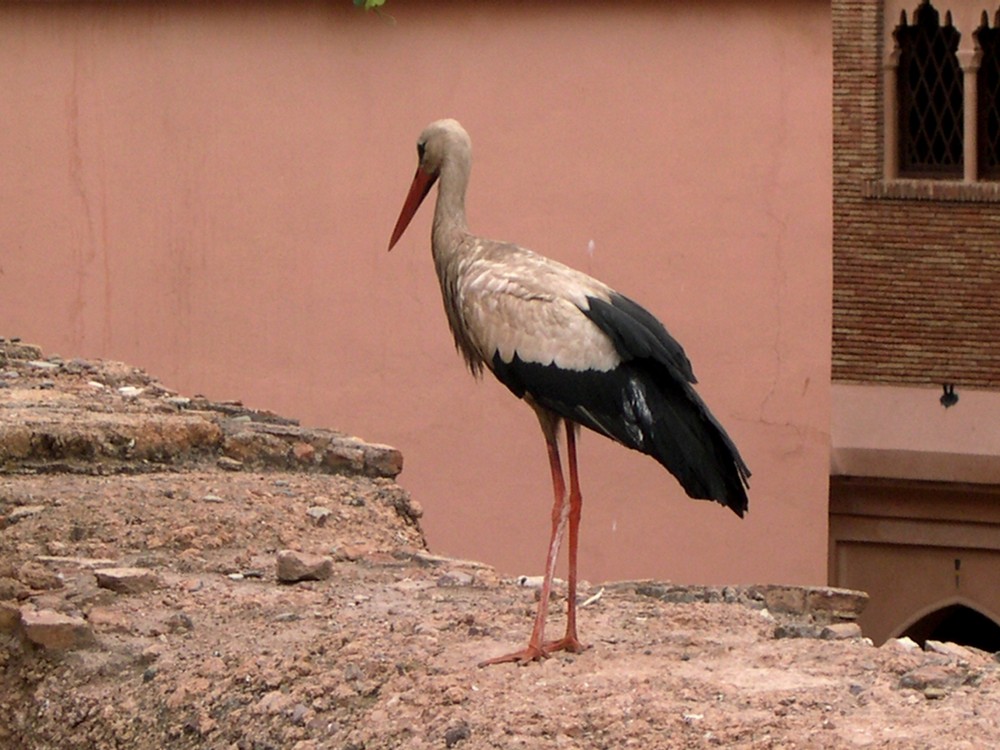 La cigogne surveillant son nid près des tombeaux Saâdiens à Marrakech