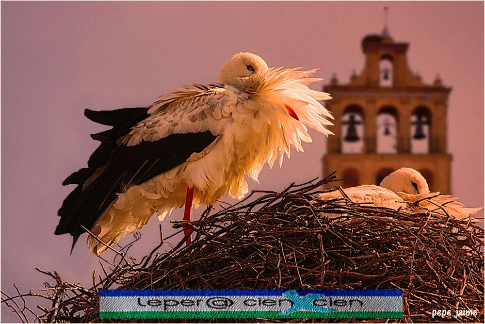 La cigüeña y el cigüeñino