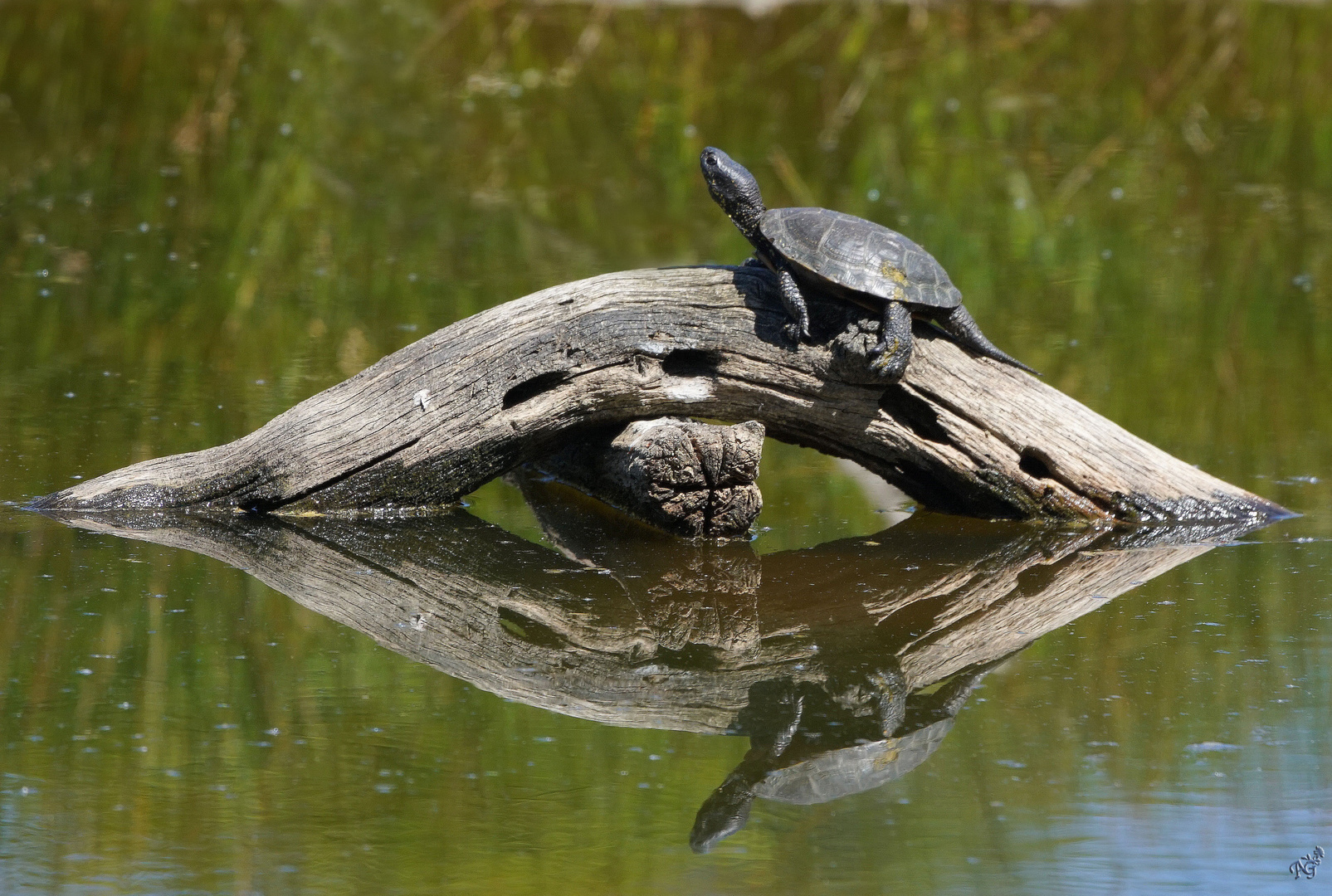 La cistude et son reflet