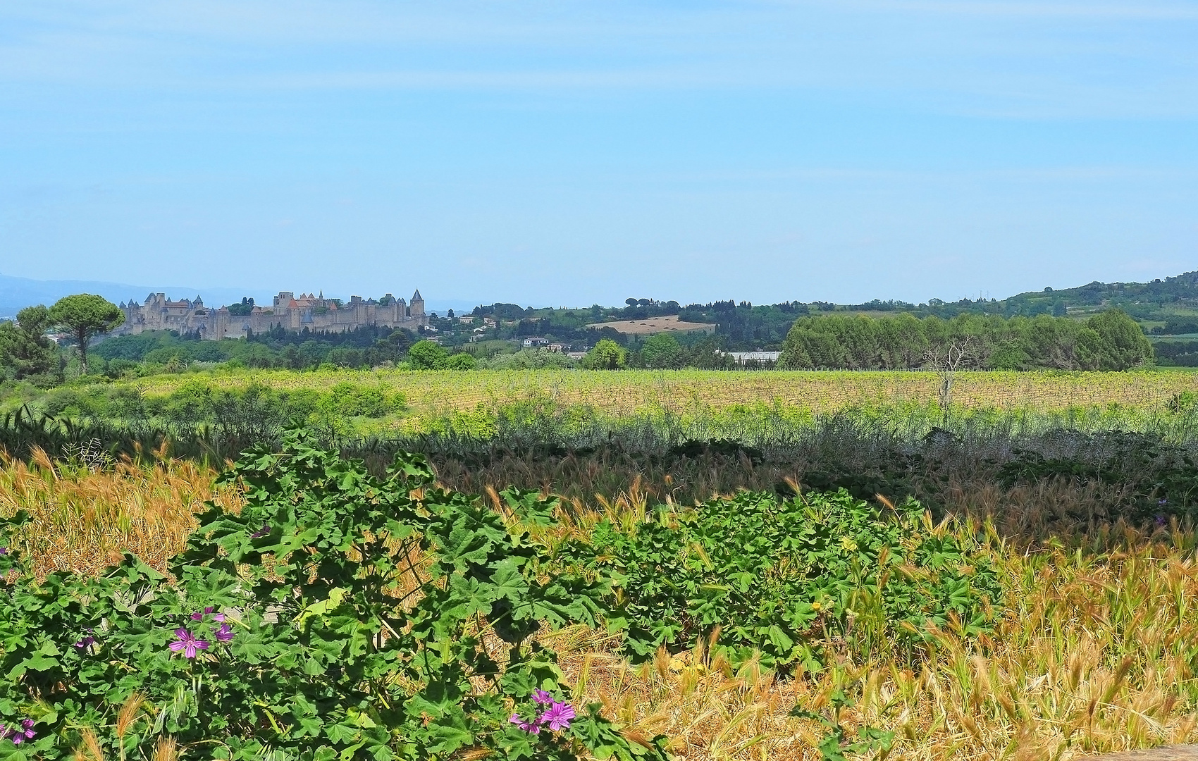 La cité médiévale de Carcassonne au milieu de la campagne