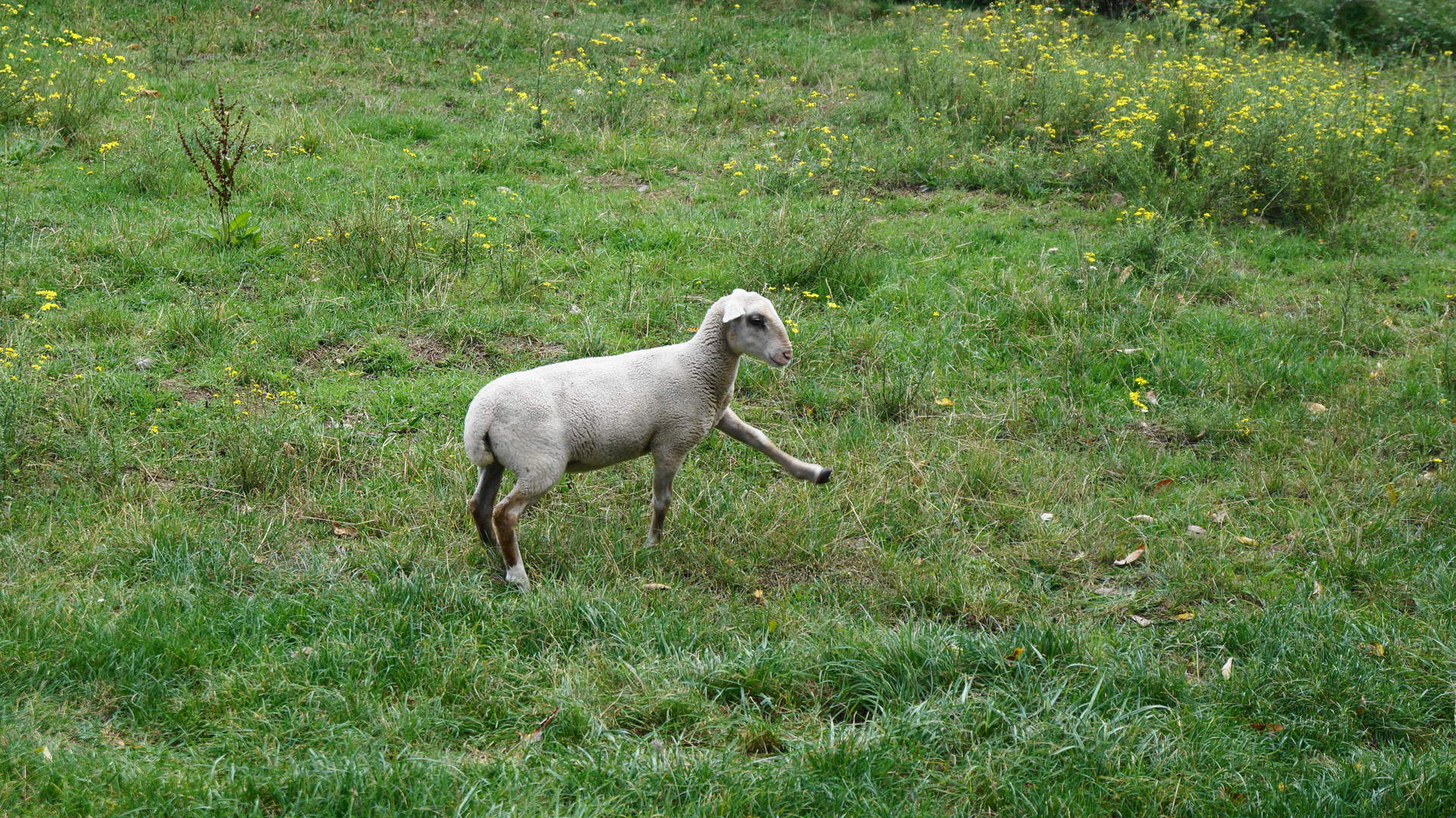 la classe un jeune mouton